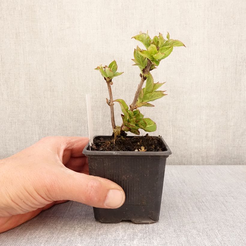 Hydrangea serrata Summer Glow 8/9 cm pot sample as delivered in spring