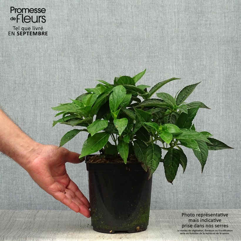 Hydrangea serrata Tiara - Mountain Hydrangea 2L/3L pot sample as delivered in autumn