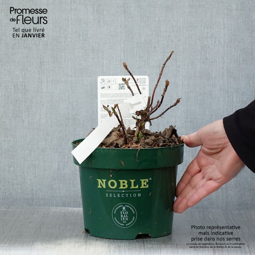 Hydrangea serrata subsp. yezoensis Veerle - Flat-headed hydrangea 3L/4L pot sample as delivered in winter