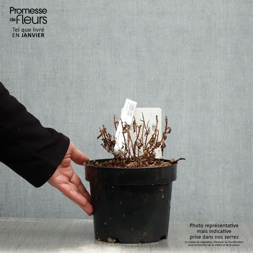 Hydrangea serrata White on White - Mountain Hydrangea 3L/4L pot sample as delivered in winter