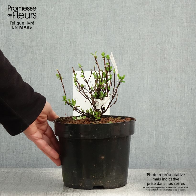 Hydrangea serrata White on White - Mountain Hydrangea 3L/4L pot sample as delivered in spring