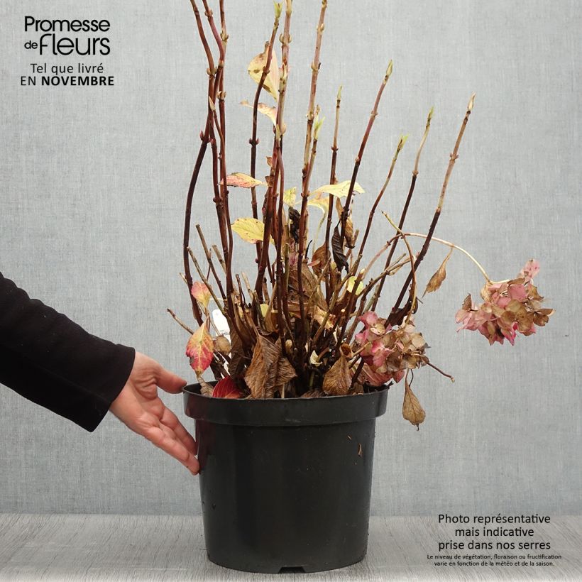 Hydrangea macrophylla Alpenglühen 7.5L/10L pot sample as delivered in autumn