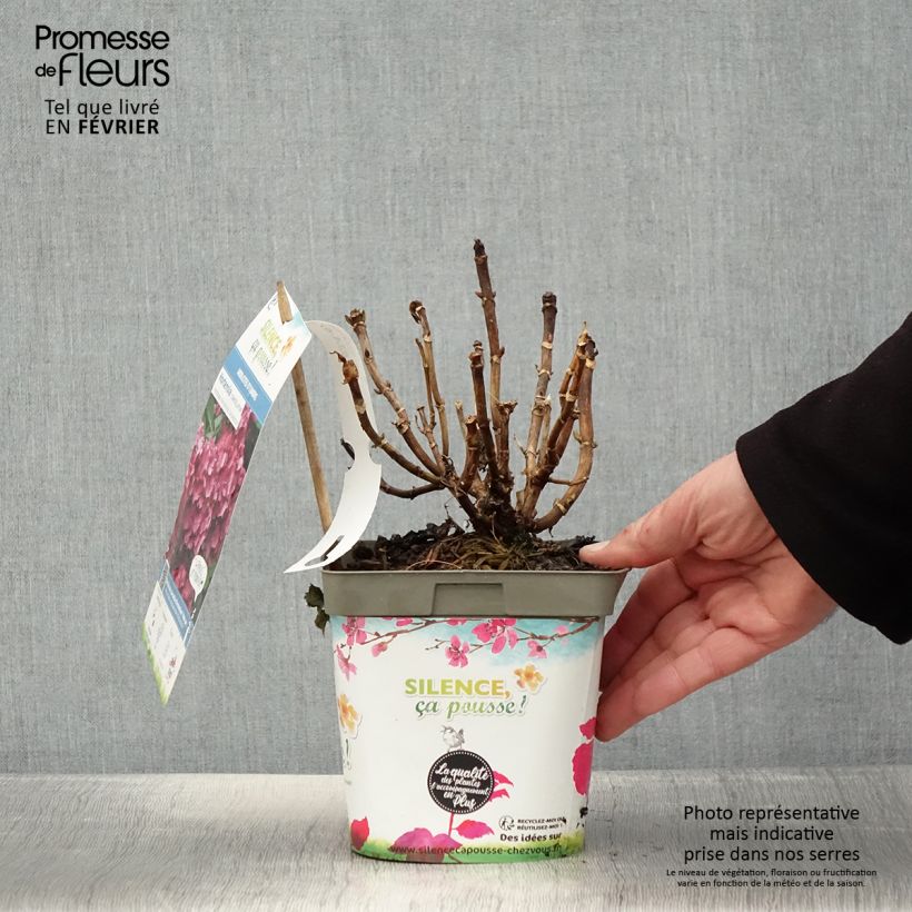 Hydrangea macrophylla Constellation 2L/3L pot sample as delivered in winter