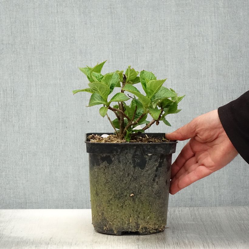 Hydrangea macrophylla Eughen Hahn 2L/3L pot sample as delivered in spring