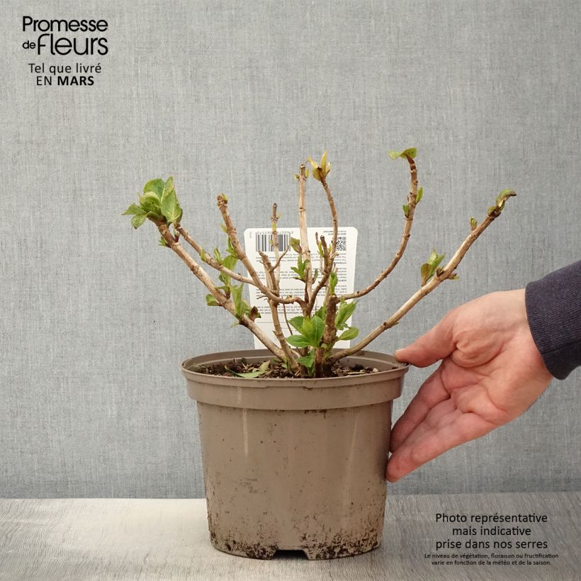 Hydrangea macrophylla Freudenstein 2L/3L pot sample as delivered in spring