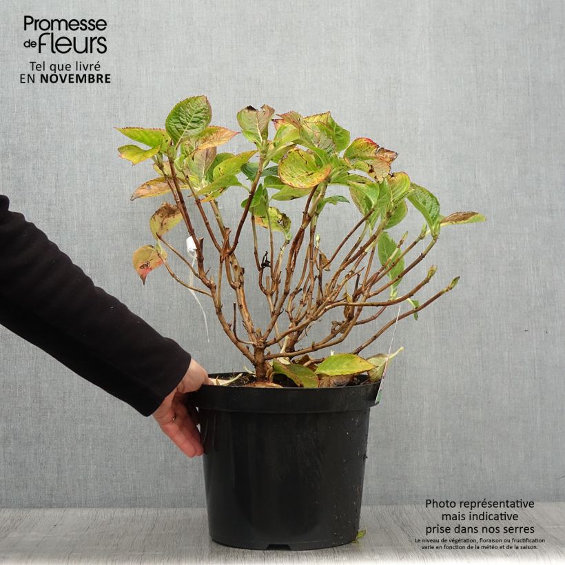 Hydrangea macrophylla King George V 7.5L/10L pot sample as delivered in autumn