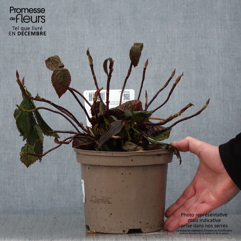 Hydrangea macrophylla Lanarth White 2L/3L pot sample as delivered in autumn