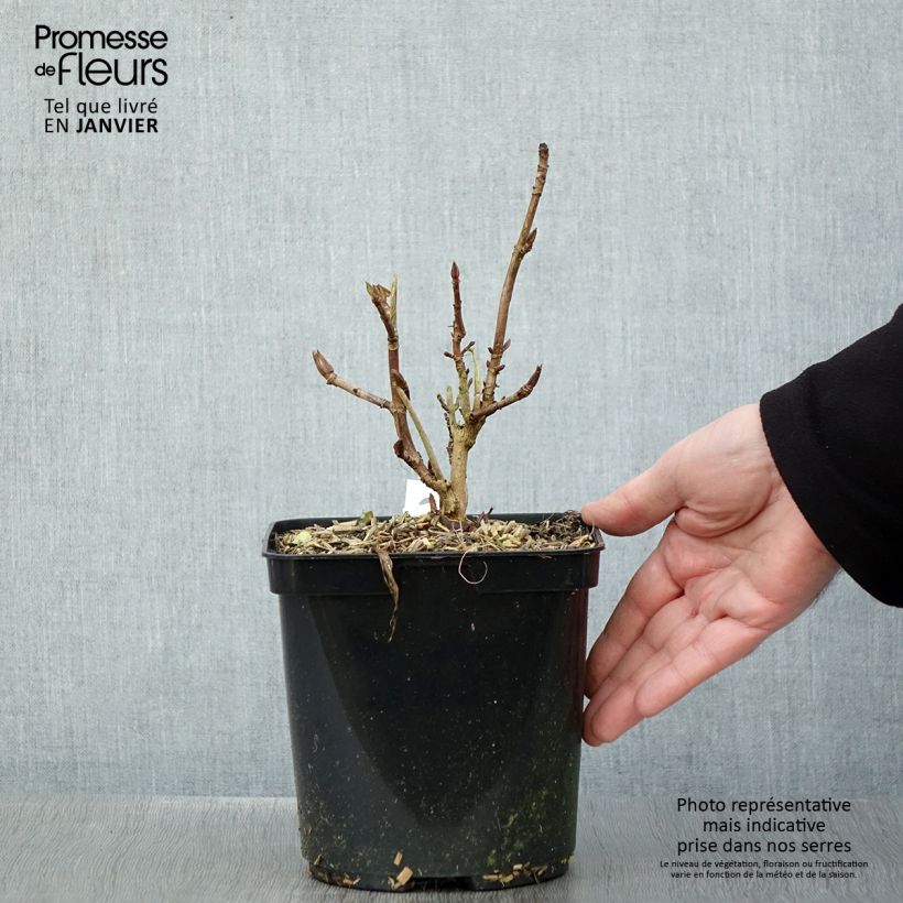 Hydrangea macrophylla Madame Plumecoq 2L/3L pot sample as delivered in winter