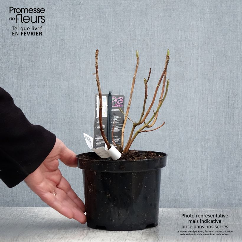 Hydrangea macrophylla Mariesii Perfecta 2L/3L pot sample as delivered in winter