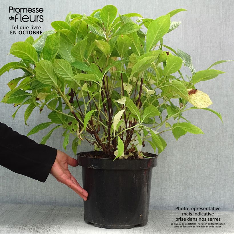 Hydrangea macrophylla Nikko Blue 7.5L/10L pot sample as delivered in autumn