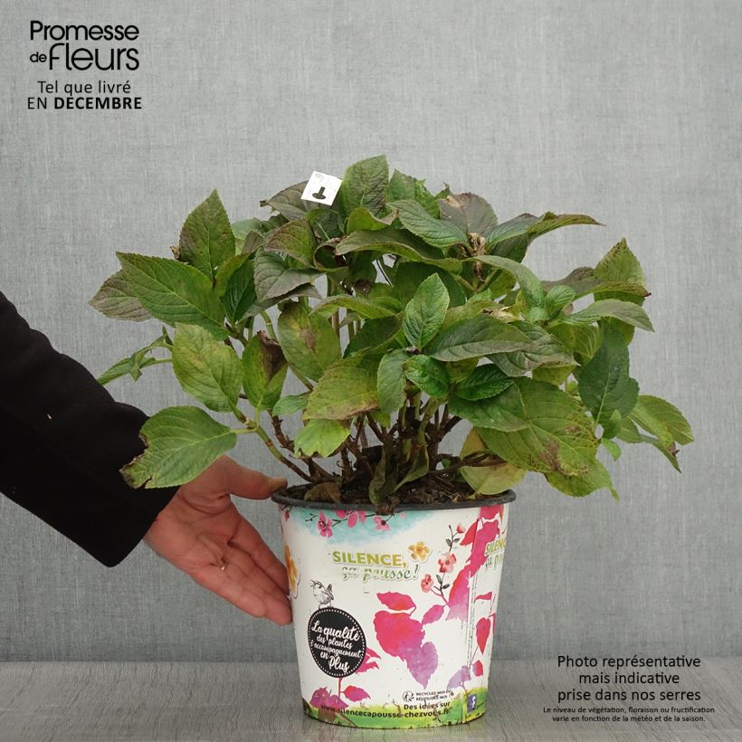 Hydrangea macrophylla Stellar Bleu 4L/5L pot sample as delivered in autumn