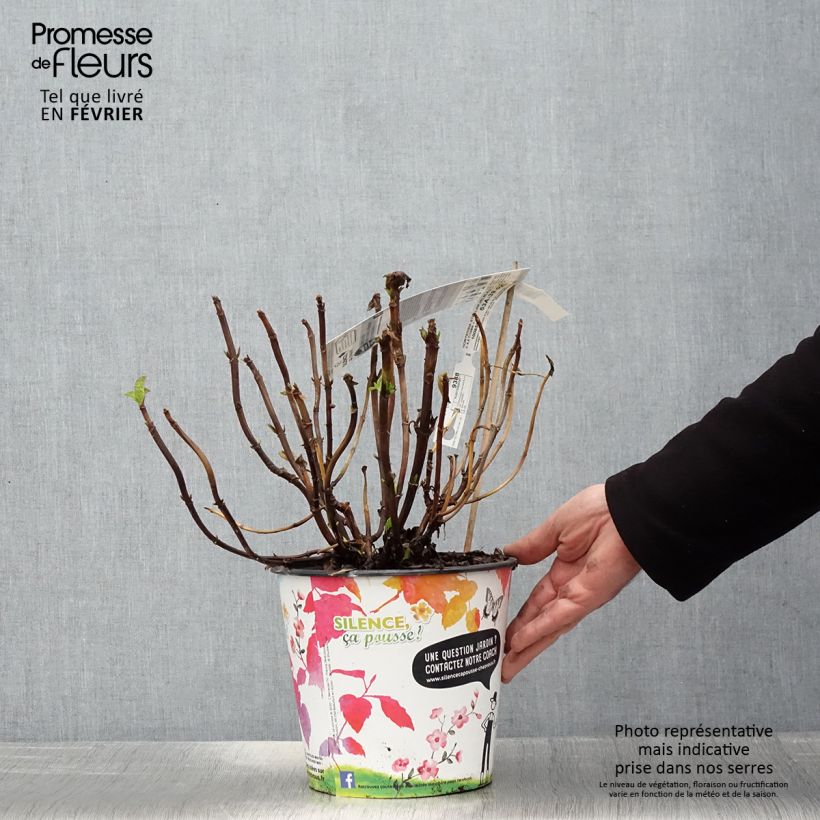 Hydrangea macrophylla Stellar Bleu 4L/5L pot sample as delivered in winter