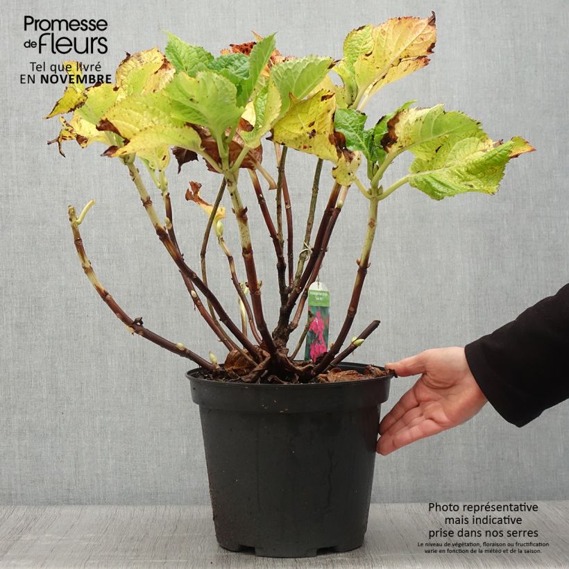 Hydrangea macrophylla Teller Red 7.5L/10L pot sample as delivered in autumn