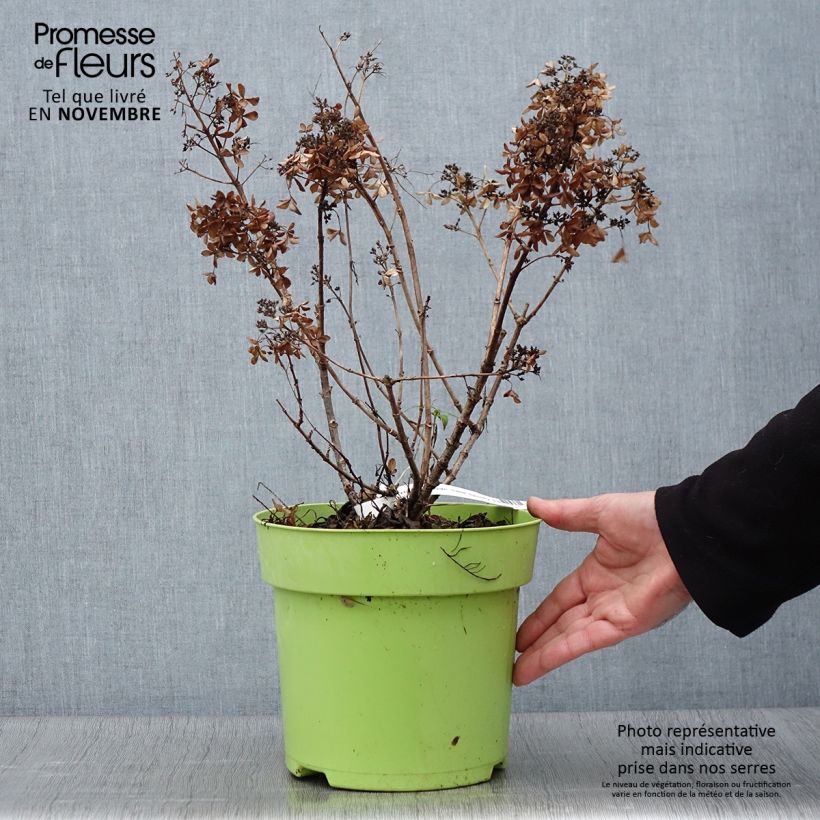 Hydrangea paniculata Little Spooky 3L/4L pot sample as delivered in autumn