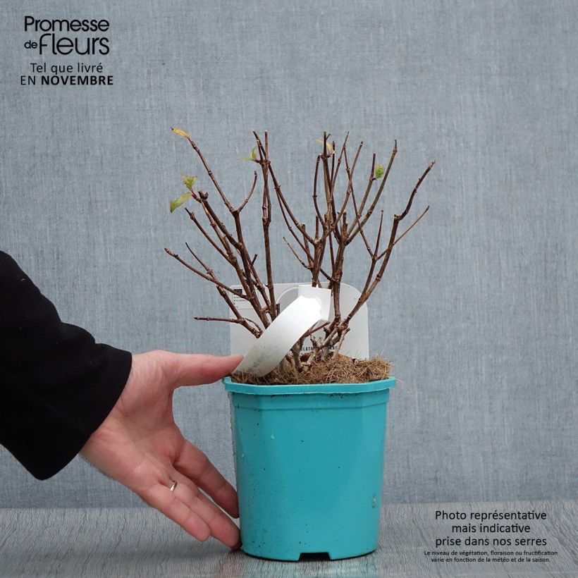 Hydrangea paniculata Petite Star 4L/5L pot sample as delivered in autumn
