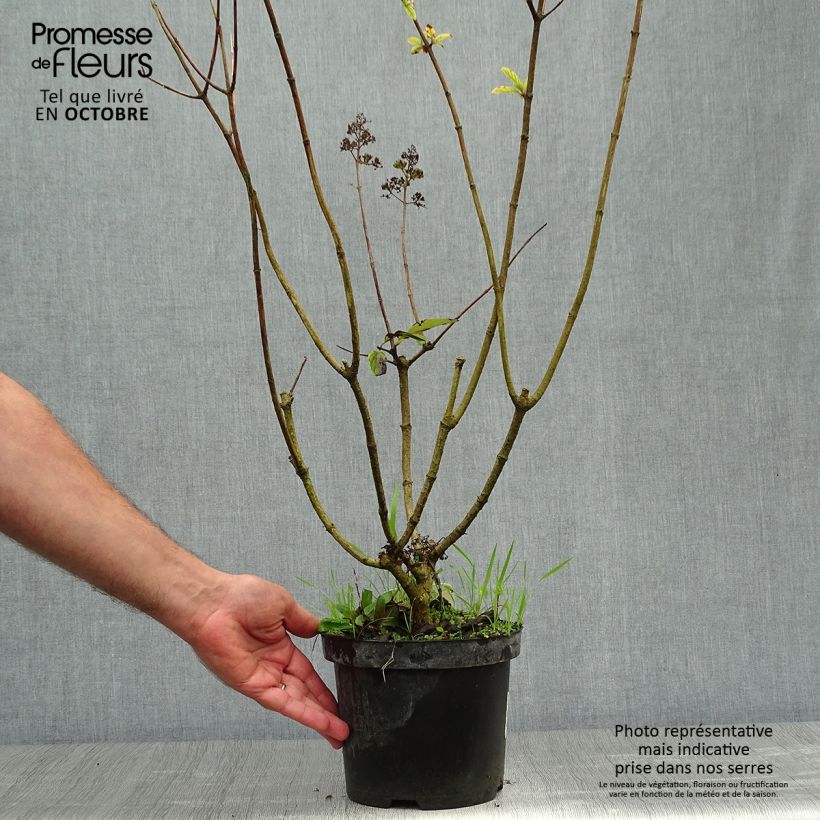 Hydrangea paniculata Pink Diamond 2L/3L pot sample as delivered in autumn