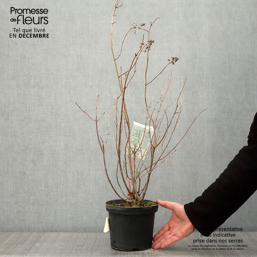 Hydrangea paniculata Tardiva 2L/3L pot sample as delivered in autumn