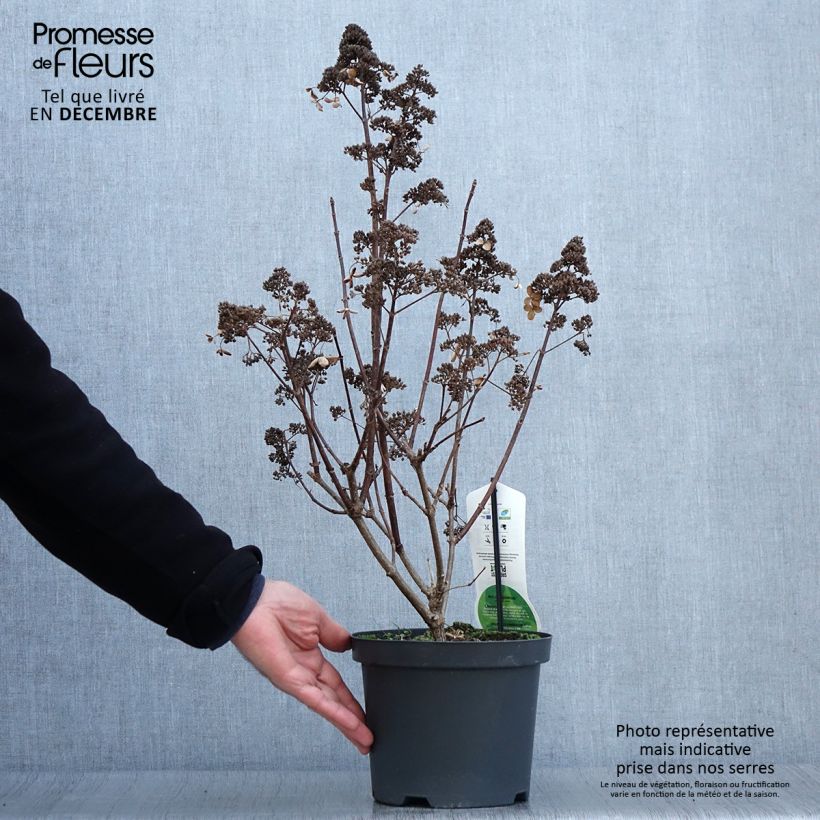 Hydrangea paniculata Dharuma 2L/3L pot sample as delivered in autumn