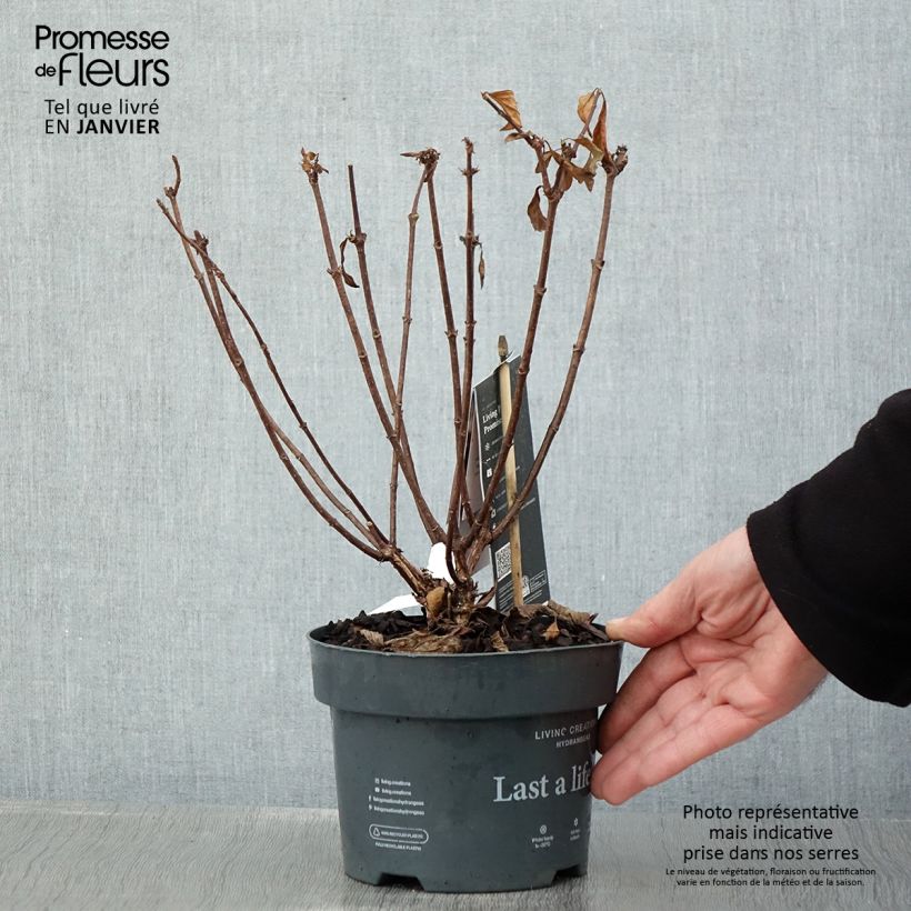 Hydrangea paniculata Living Pinky Promise 2L/3L pot sample as delivered in winter
