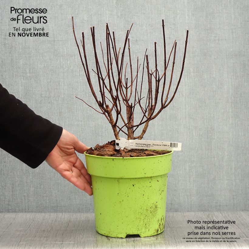 Hydrangea paniculata Pandora 6L/7L pot sample as delivered in autumn