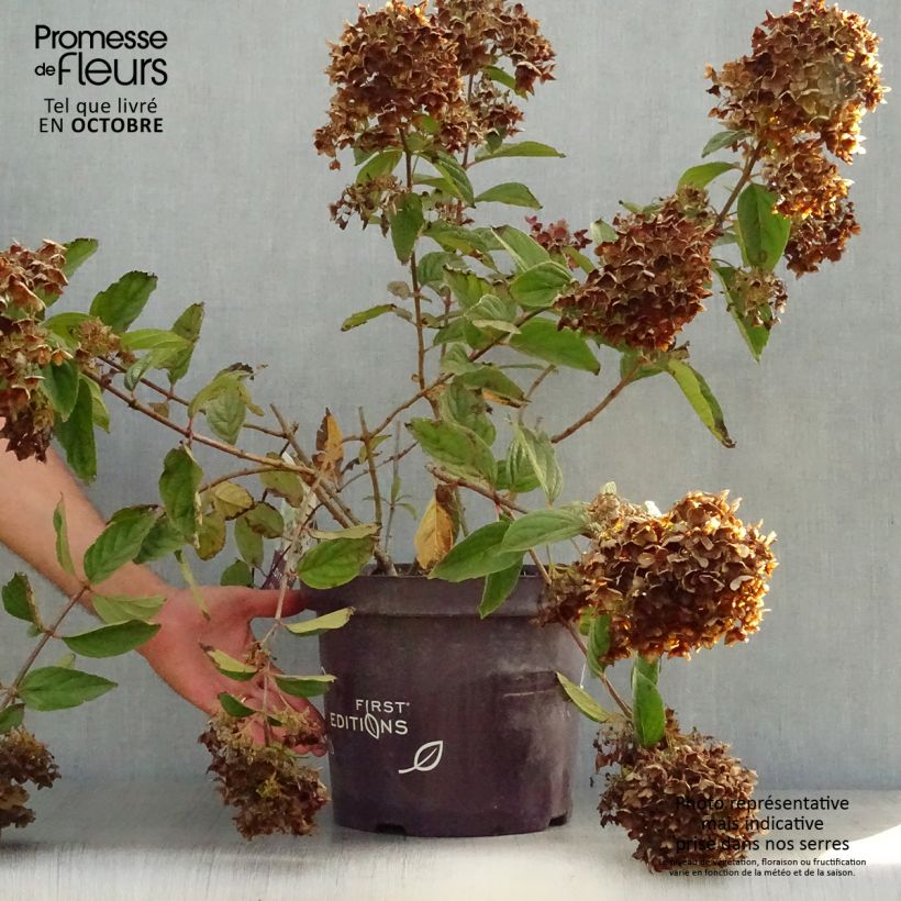 Hydrangea paniculata Tickled Pink 7.5L/10L pot sample as delivered in autumn
