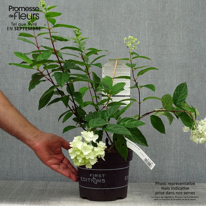 Hydrangea paniculata Tickled Pink 2L/3L pot sample as delivered in autumn
