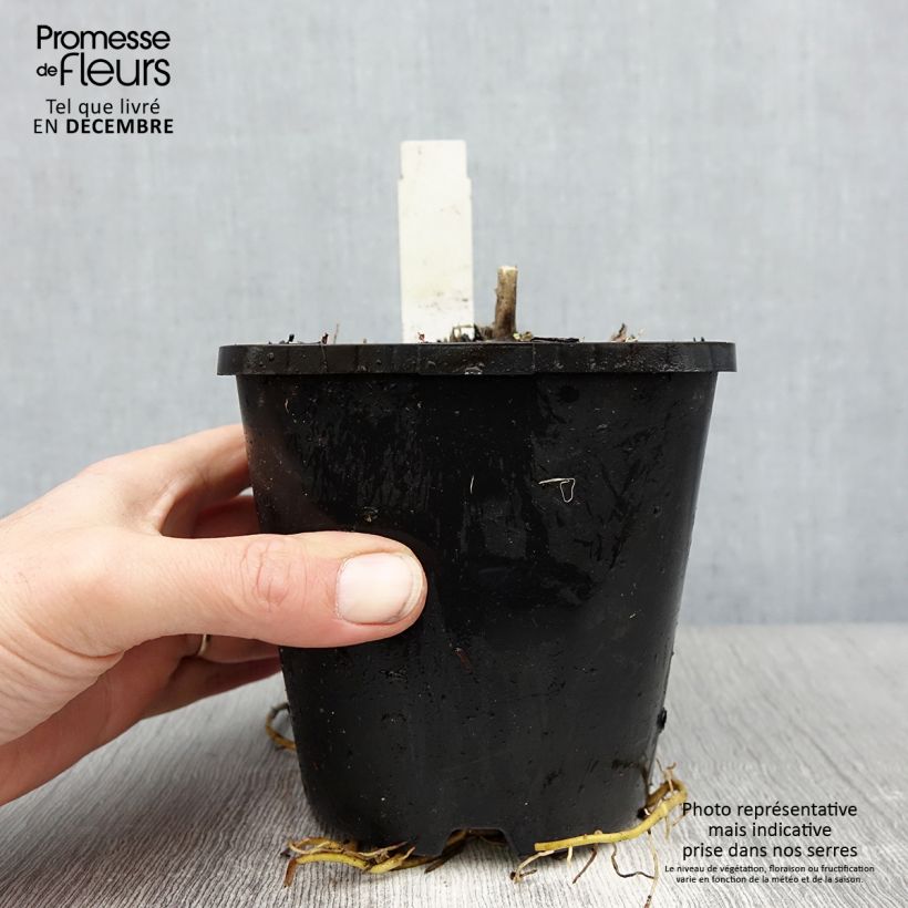 Hosta sieboldiana Abiqua Drinking Gourd 1.5L/2L pot sample as delivered in winter