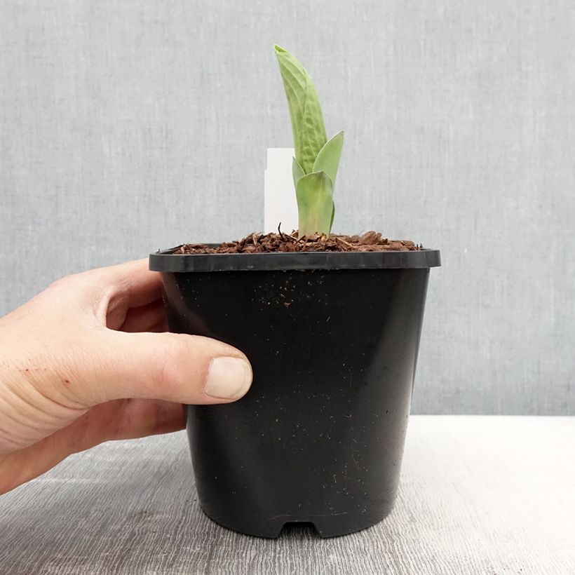 Hosta sieboldiana Abiqua Drinking Gourd 1.5L/2L pot sample as delivered in spring