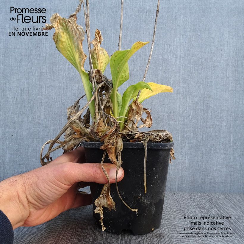 Hosta fortunei Allegan Fog 1.5L/2L pot sample as delivered in autumn