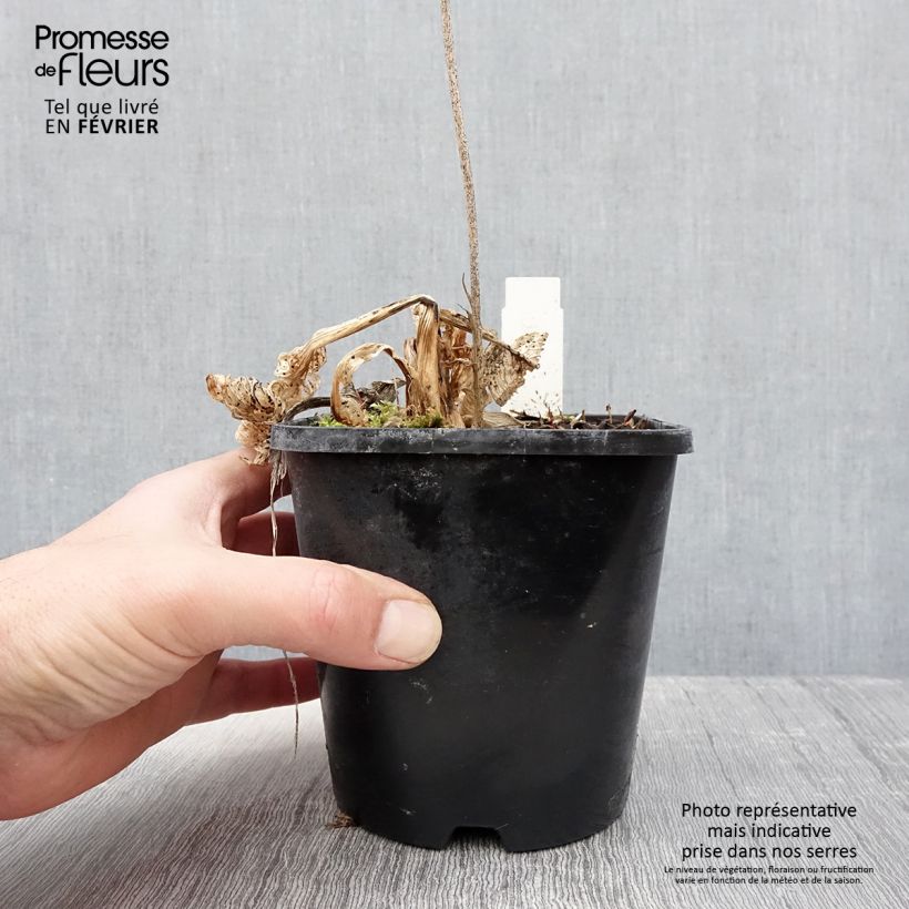 Hosta fortunei Allegan Fog 1.5L/2L pot sample as delivered in winter