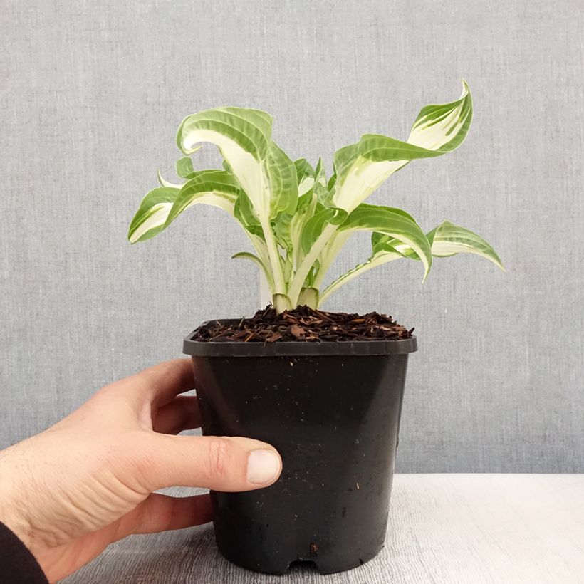 Hosta fortunei Allegan Fog 1.5L/2L pot sample as delivered in spring