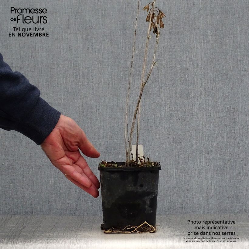 Hosta Alligator Alley 1.5L/2L pot sample as delivered in autumn