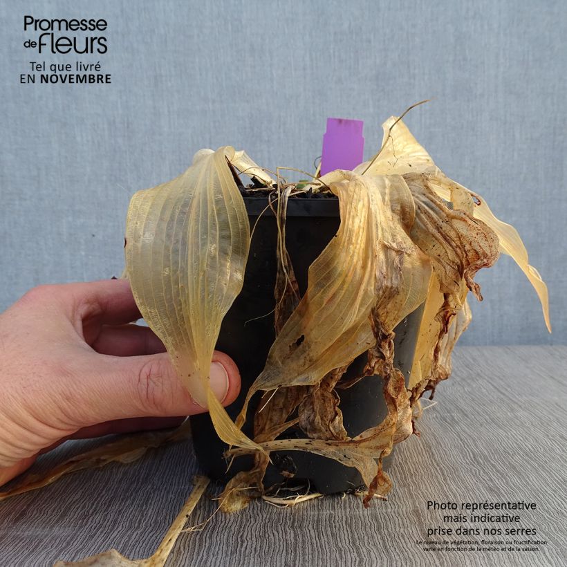 Hosta Amalia 1.5L/2L pot sample as delivered in autumn