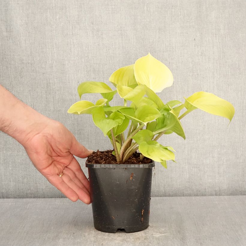 Hosta Appletini 1.5L/2L pot sample as delivered in spring