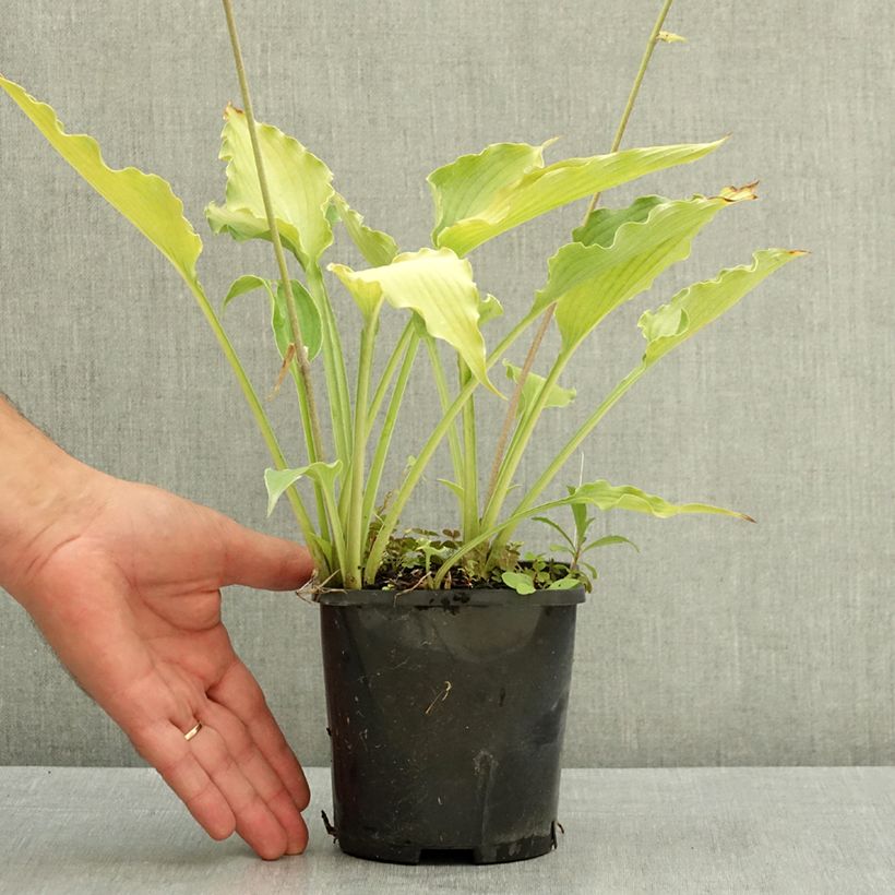Hosta Atomic Elvis 1.5L/2L pot sample as delivered in summer