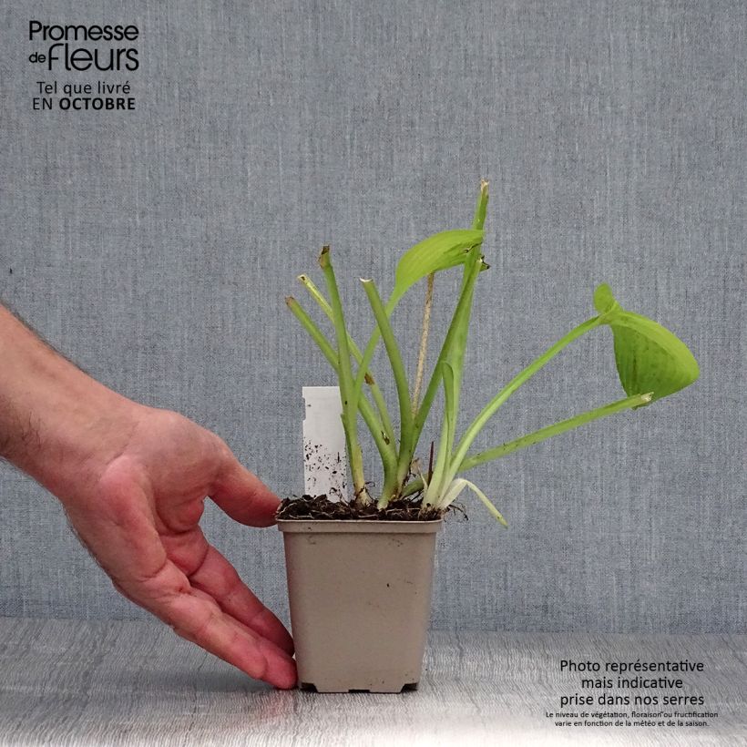 Hosta August Moon 8/9 cm pot sample as delivered in autumn