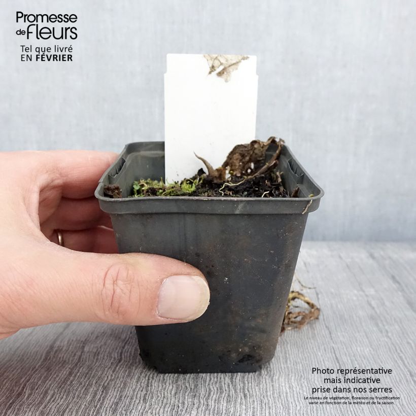 Hosta Austin Dickinson 8/9 cm pot sample as delivered in winter