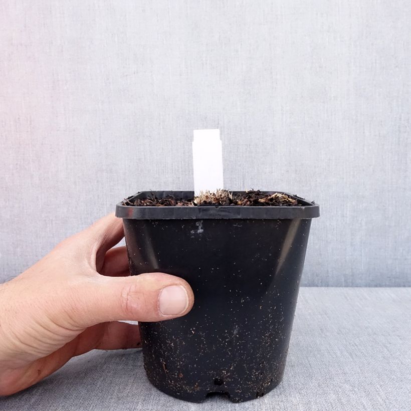 Hosta Ayesha 1.5L/2L pot sample as delivered in spring