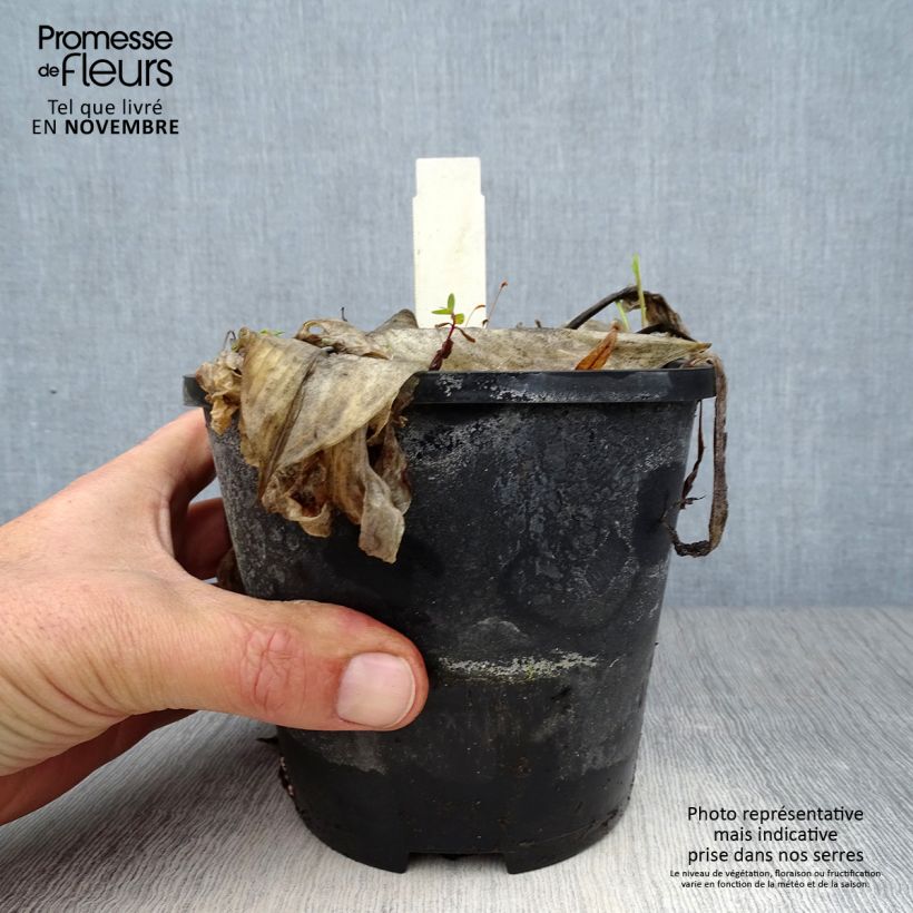 Hosta Beach Boy 1.5L/2L pot sample as delivered in autumn