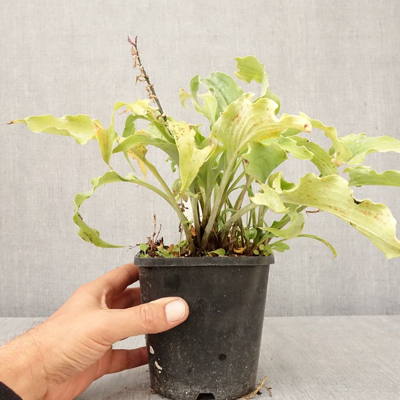 Hosta  Blue Cascade - Plantain Lily 1.5L/2L pot sample as delivered in autumn