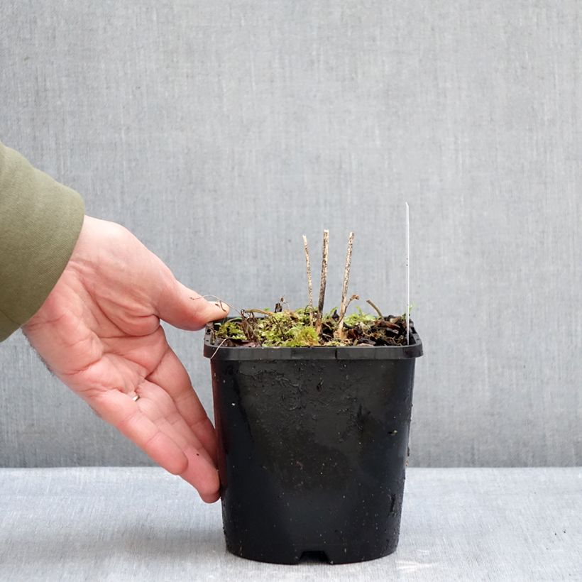 Hosta  Blue Cascade - Plantain Lily 1.5L/2L pot sample as delivered in winter