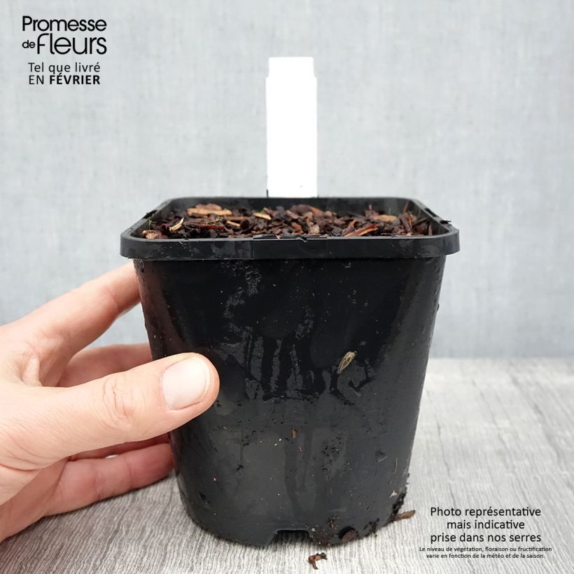 Hosta tardiana Blue Ivory 1.5L/2L pot sample as delivered in winter