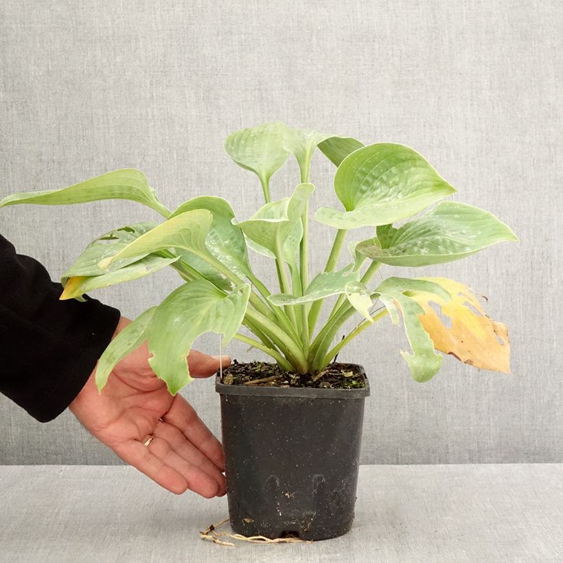 Hosta Blue Mammoth 1.5L/2L pot sample as delivered in autumn