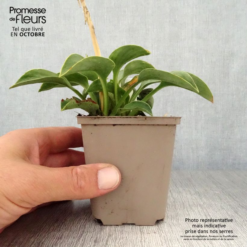 Hosta Blue Mouse Ears 8/9 cm pot sample as delivered in autumn