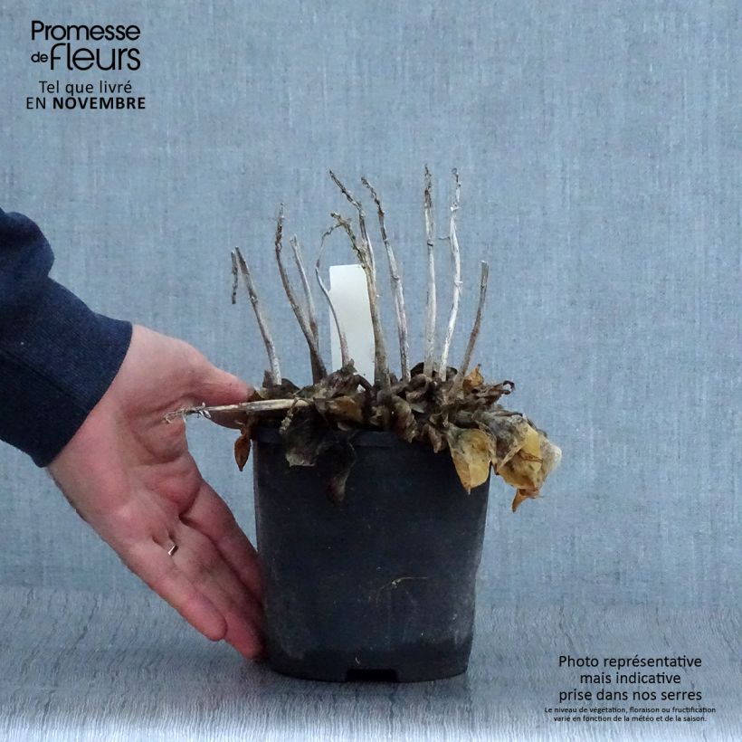 Hosta Blue Mouse Ears 1.5L/2L pot sample as delivered in autumn