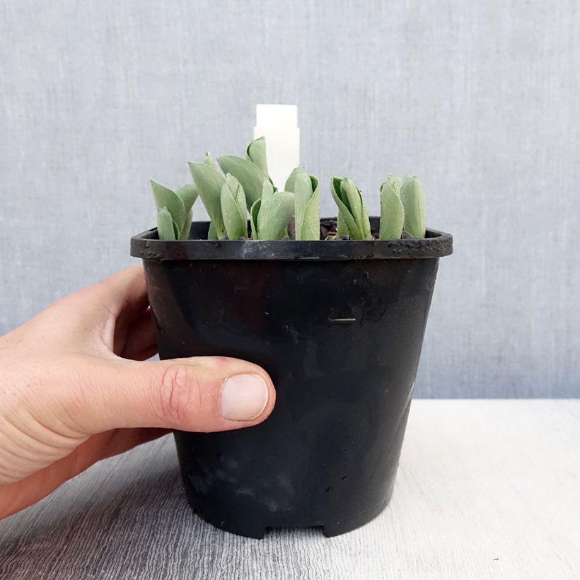 Hosta Blue Mouse Ears 1.5L/2L pot sample as delivered in spring