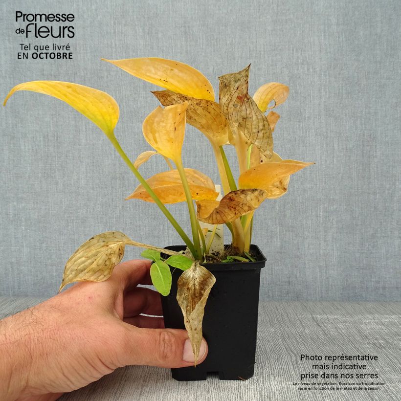 Hosta Blue Umbrellas 8/9 cm pot sample as delivered in autumn