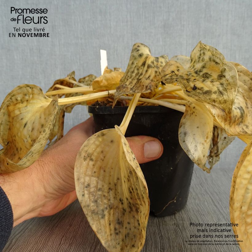 Hosta sieboldiana Blue Vision 1.5L/2L pot sample as delivered in autumn