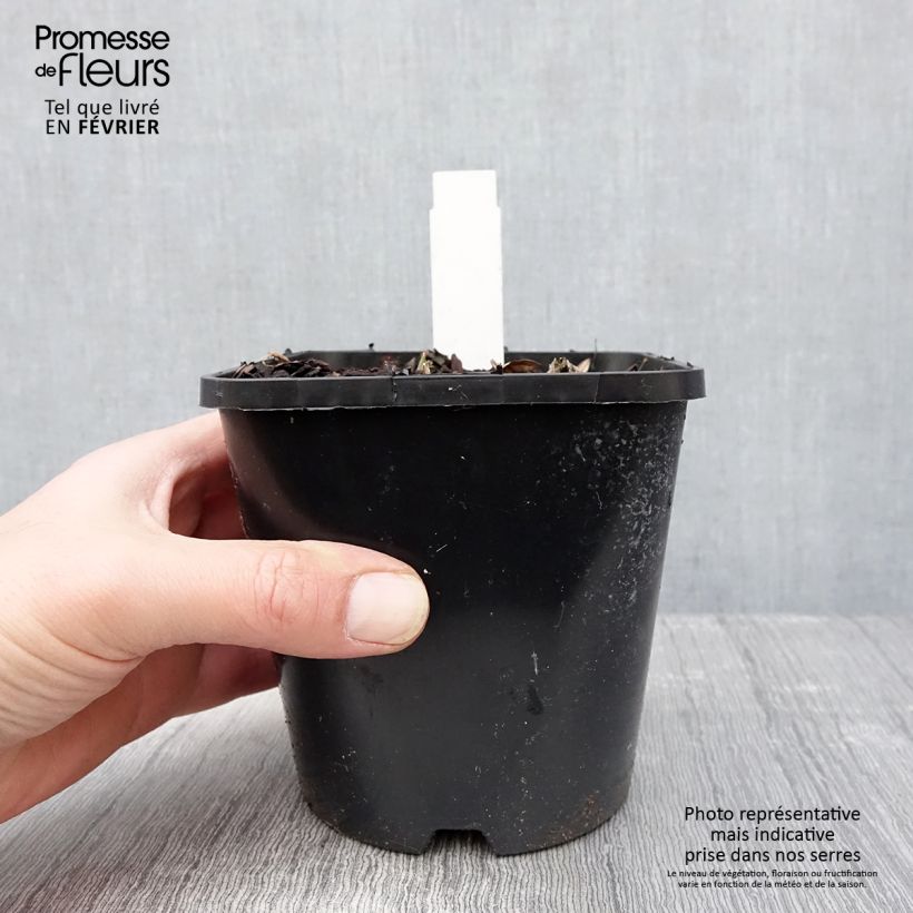 Hosta sieboldiana Blue Vision 1.5L/2L pot sample as delivered in winter