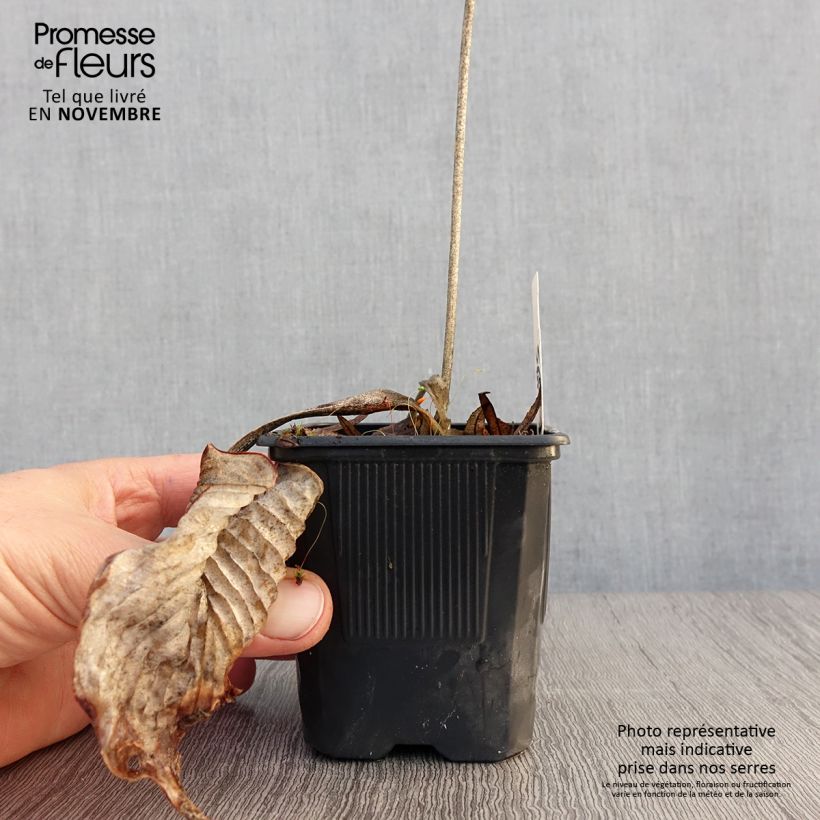 Hosta Bressingham Blue 8/9 cm pot sample as delivered in autumn